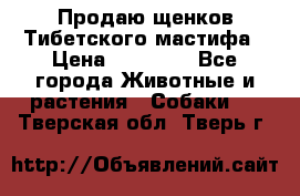 Продаю щенков Тибетского мастифа › Цена ­ 45 000 - Все города Животные и растения » Собаки   . Тверская обл.,Тверь г.